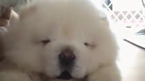 The dog lay on the table, trying to sleep.