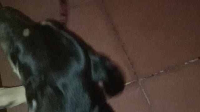 Unos perros muy hermosa en un bar de mi casa