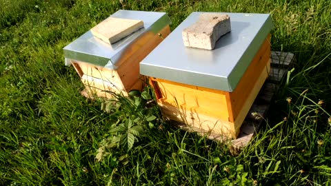 Bienen und Garten TV