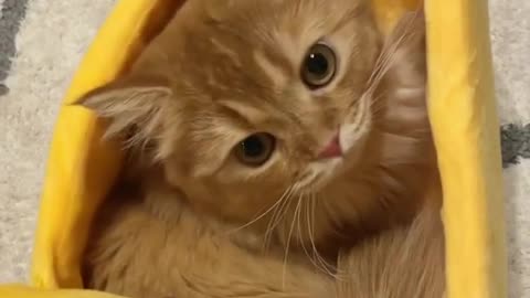 🤣 Funniest 😻 Cats And 🐶 Dogs - Cute And Funny Animal Videos 😇 +2