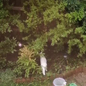 Ameer after the rainy day in Brampton