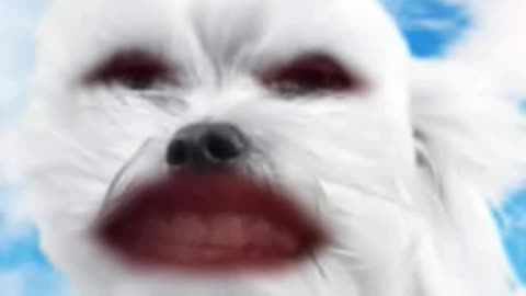 Dog sing 😂