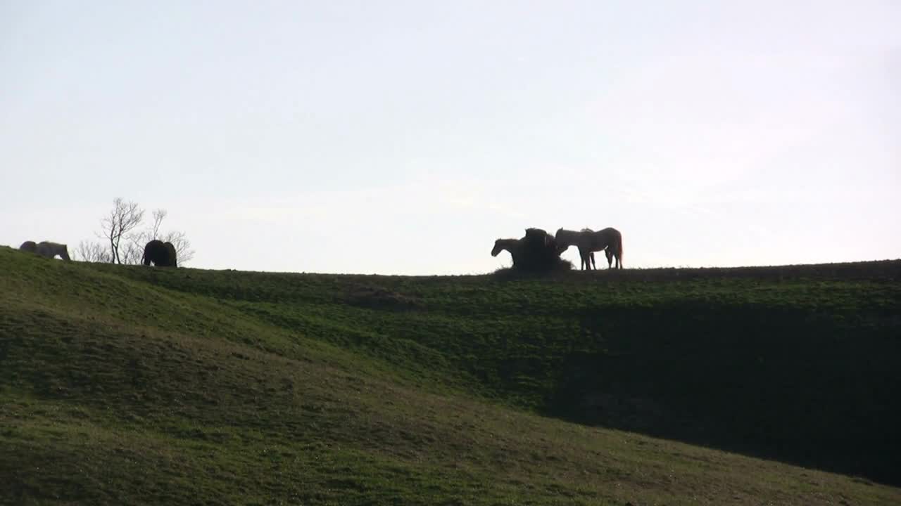 Group of Horses standing on hill eating