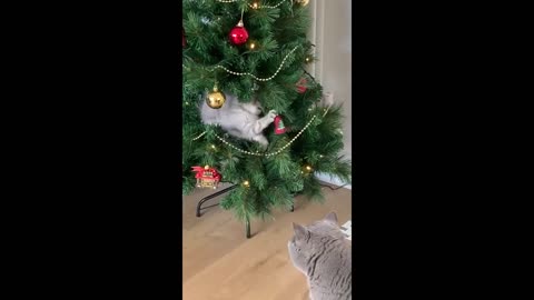 Kitten climbs and plays inside Christmas