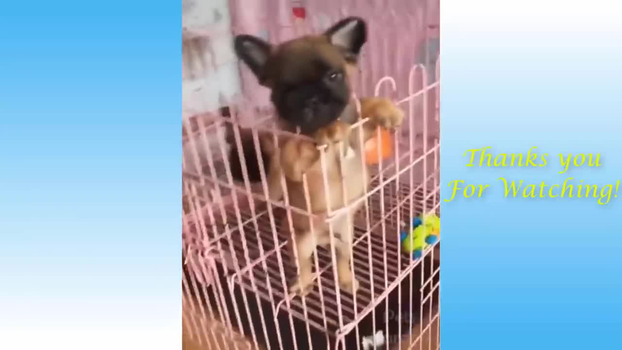 cute and funny pets| try to laugth to these pets compilation