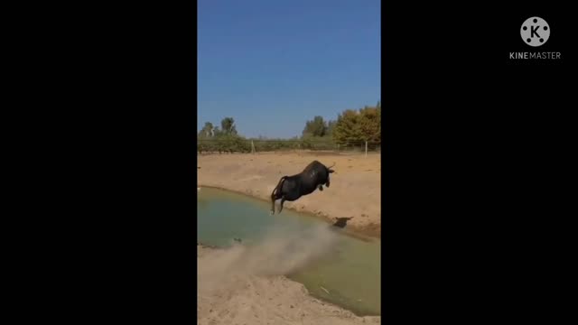 Amazing wild 😈👿 animals