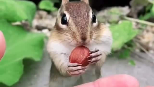 squirrel and friend 😍 from tiktok @julia.bellaa #shorts
