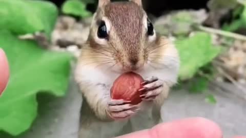 squirrel and friend 😍 from tiktok @julia.bellaa #shorts