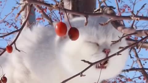 What does a cat look like in the snow