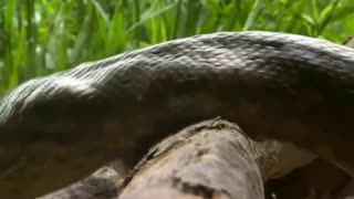 Sucuri Gigante do Pantanal -Giant anaconda of the Pantanal