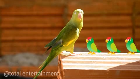 Parrot playing on table