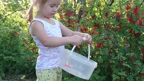 Little girl picks berries and says hello to Parents