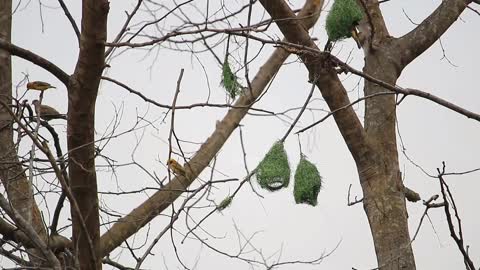 Birds making nest