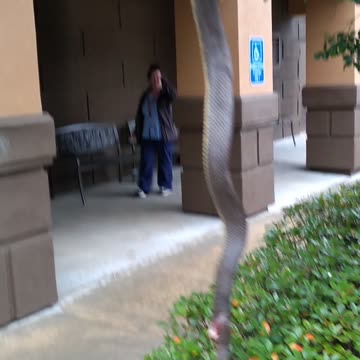 My buddy playing with a snake he killed