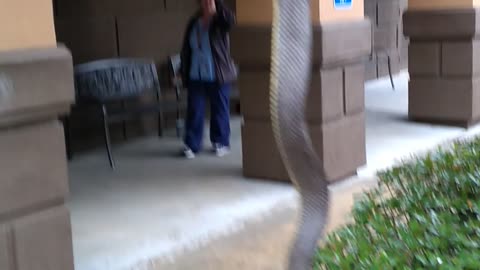 My buddy playing with a snake he killed