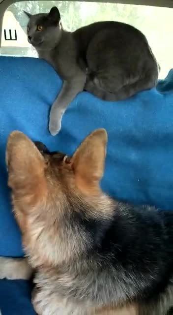 My dog ​​and cat ride in the same car