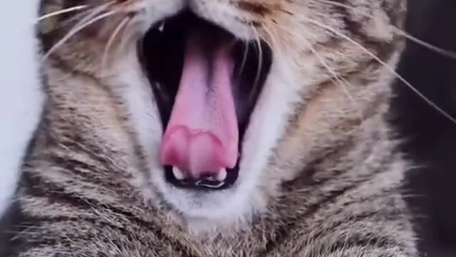 Funny cat yawning || cute cat