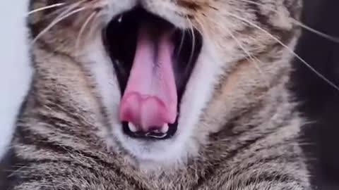 Funny cat yawning || cute cat 