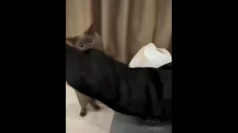 Cute Cat Loves Black