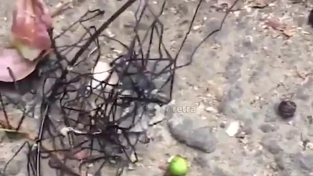 Hair worm