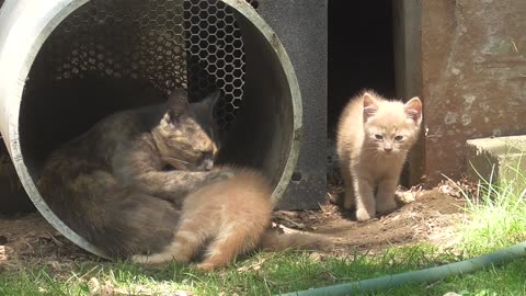 472 Little Momma Shows Up With Two Kittens