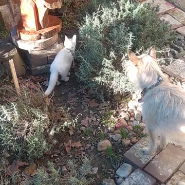 Diana abandoned kitten!