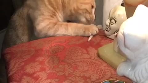 Cat climbs up to lamp and steals blunt cigarette