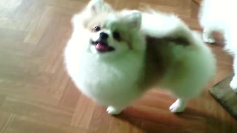 Puppies pomeranian parti color for sale