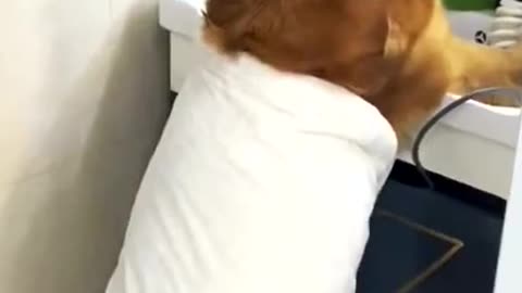 Dogs always wanted to be a human!