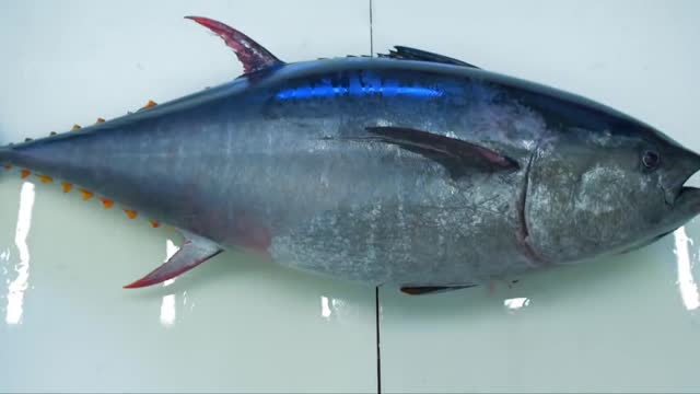 Learn Bluefin Tuna Net Fishing