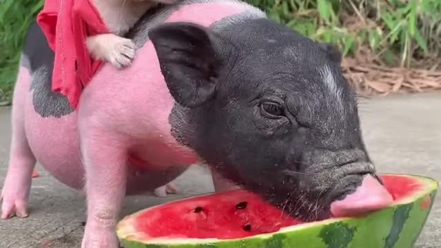 Piglet with baby puppy eating watermelon