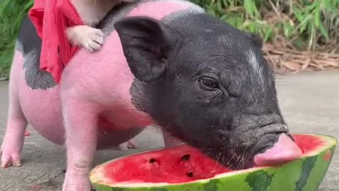 Piglet with baby puppy eating watermelon