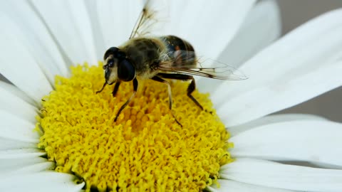Bee on a daisy, macro close up