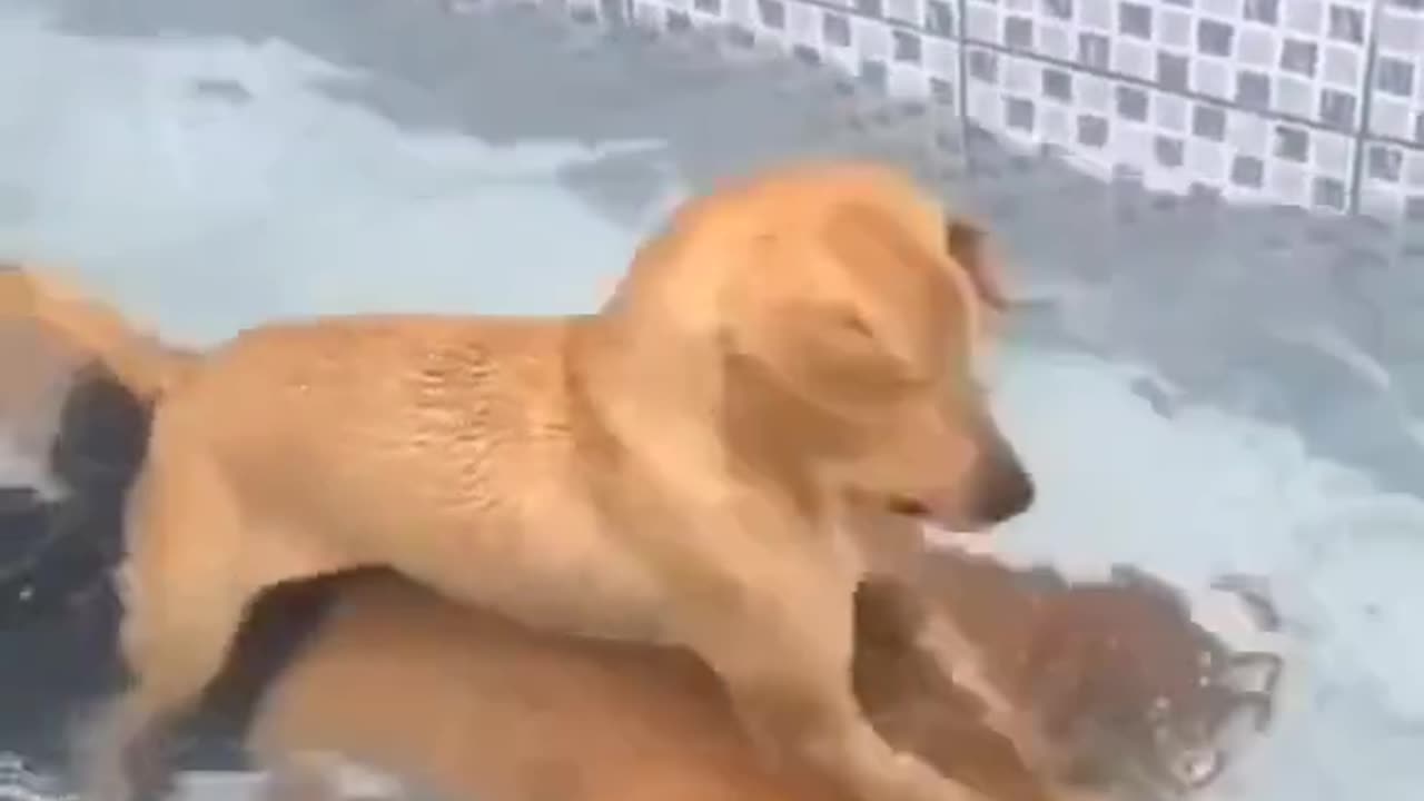 Όταν ο σκύλος σας μυρίζει άλλο σκύλο σε σένα…