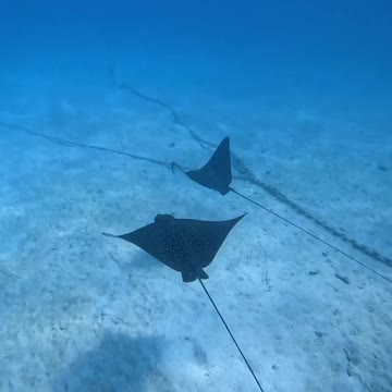 Fish Swimming In The Sae #Fish_Swimming_In_The_Sea#animals_Nuture #tortoise #Recpect