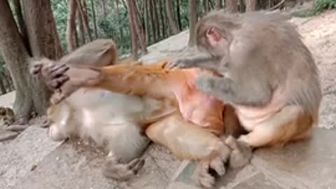 Monkey 🐒🐒 funny videos 🤣😝