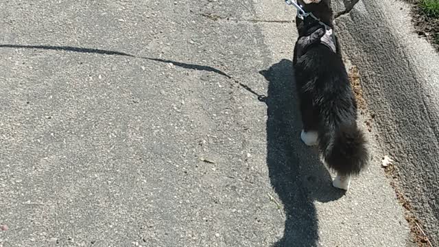 Cute cat goes for walk with dog