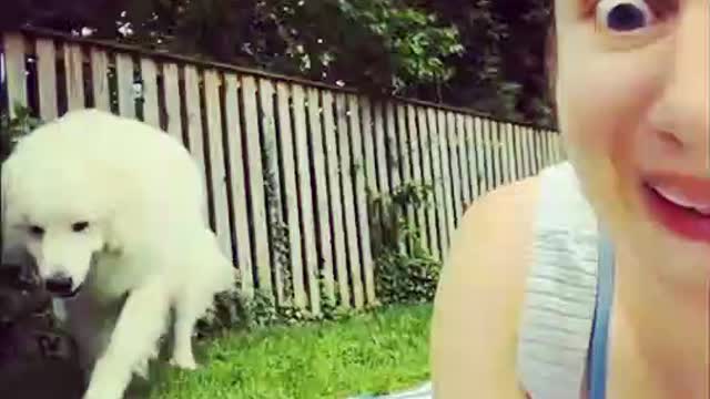 animals dance | best funny video