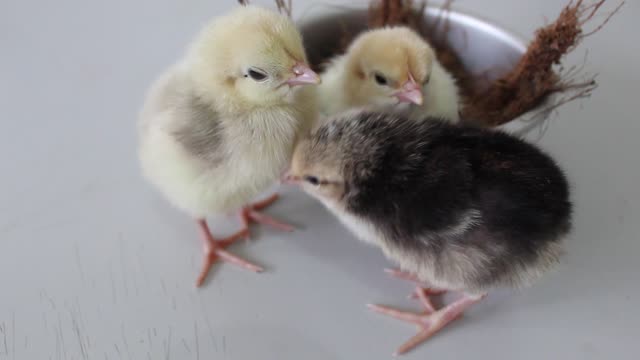 Close Up Video of Chicks