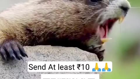 Funny shots