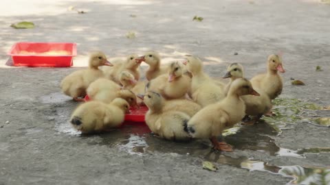 Group of Baby Ducks