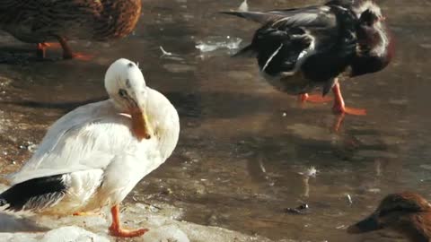 Ducks bathe in a frozen pond