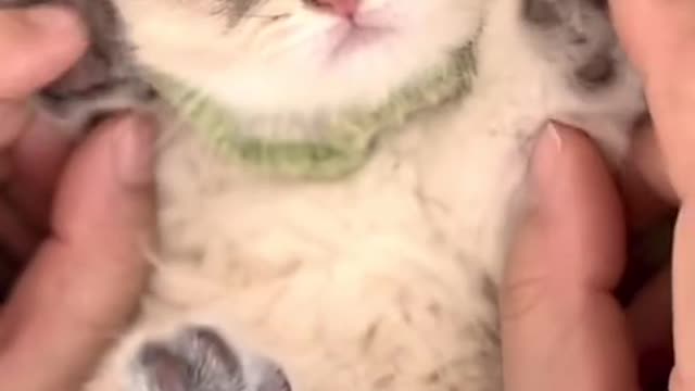 pet#cute#usa