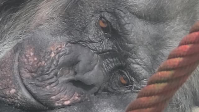 Sad animal, chimpanzee in tears