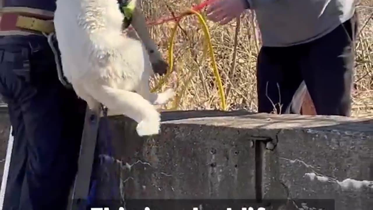 Firefighter climbs onto melting ice to save Husky