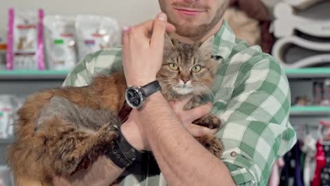 Adorable fluffy cat in the arms of its owner at the veterinary clinic