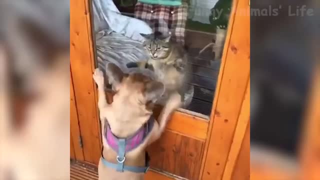 Dogs and cat funny videos