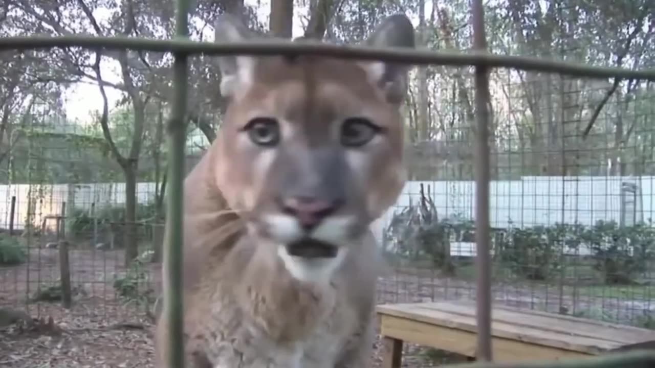 The Best Meme Clips You've Seen in Videos