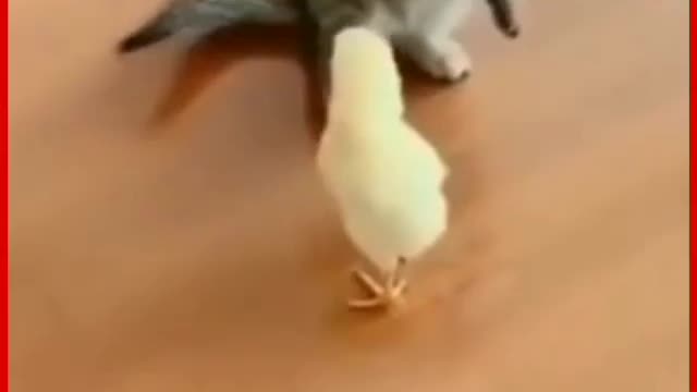 Cat playing with hen