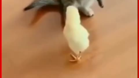 Cat playing with hen